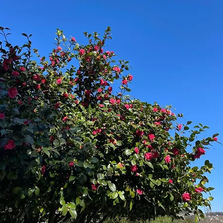 Séjour à la campagne Casas Do Souto