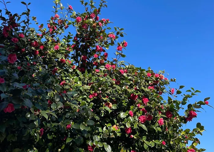 منزل ريفي Casas Do Souto